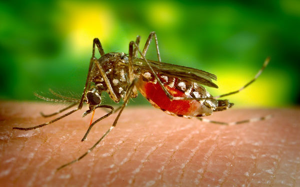 Recomendaciones del MSP ante el aumento de casos de Fiebre Amarilla en Brasil